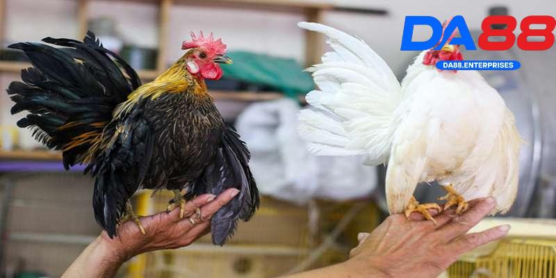 Bí quyết đá gà DA88