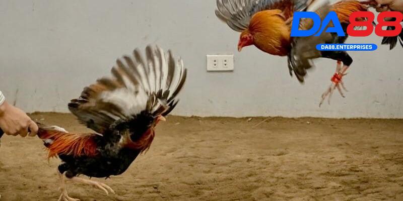 Khám phá trò đá gà tre